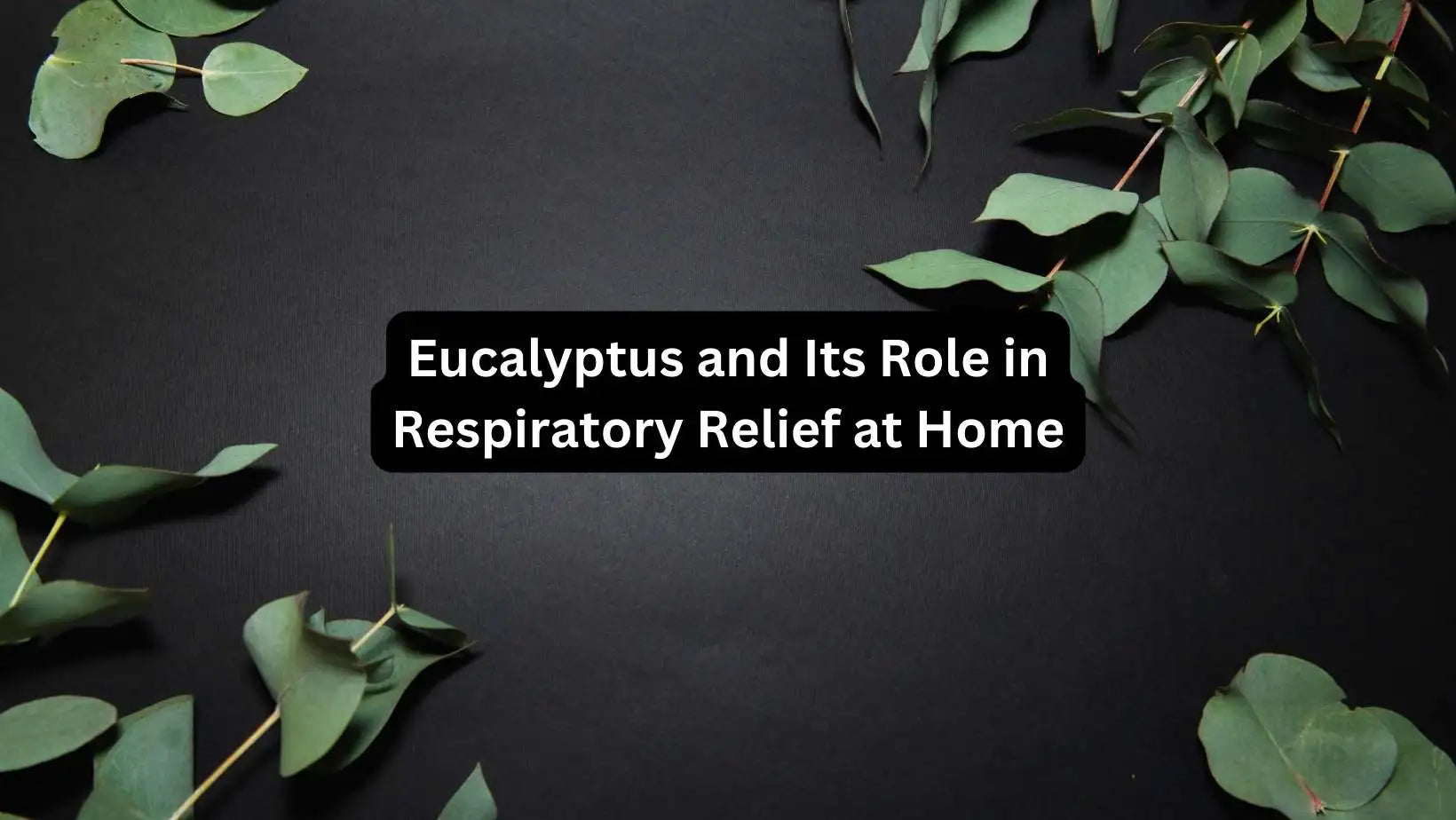 Eucalyptus and Its Role in Respiratory Relief at Home