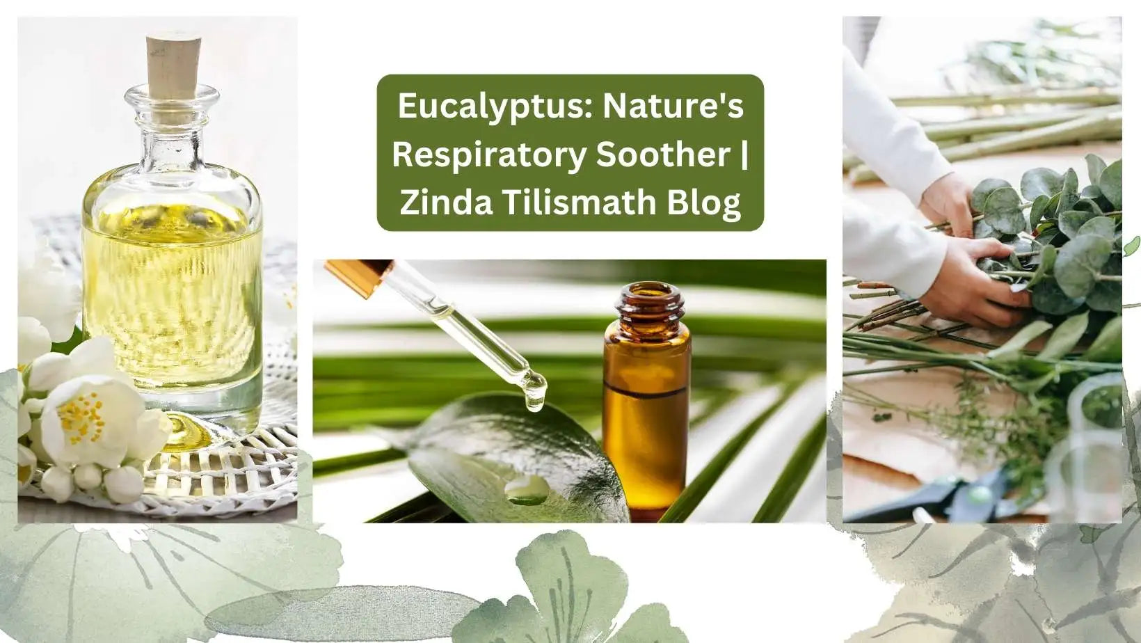 The Power of Eucalyptus: Nature's Respiratory Soother